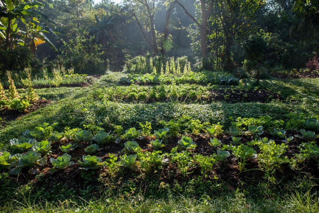 Khaokhoherbary Organicfarm&Resort Кхао-Кхо Экстерьер фото
